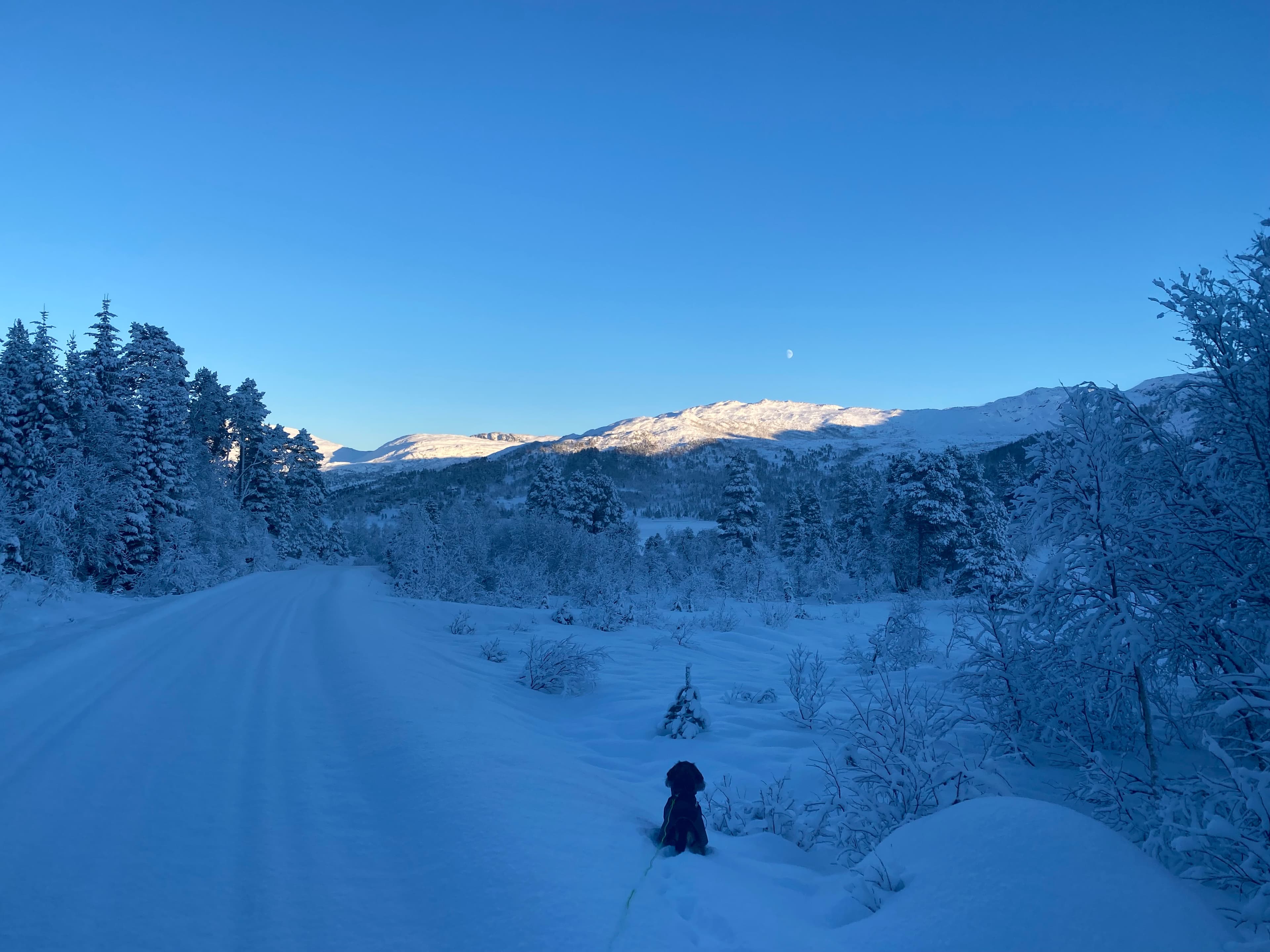 Skiløype i Gjengedals- og Aastøylsmarka